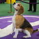 Illustration for article titled Look at This Cute Fucking Westminster Champion Beagle